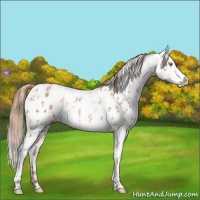 Horse Color:Gold Champagne Appaloosa  and Gold Champagne Appaloosa 