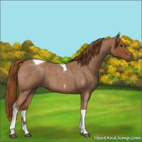 Horse Color:Red Roan Tobiano 