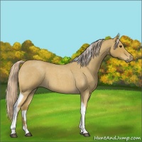 Horse Color:Palomino Roan Tobiano