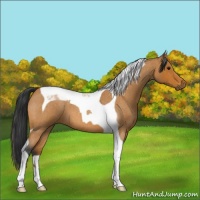 Horse Color:Bay Roan Tobiano 