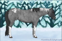 Horse Color:Blue Roan Tobiano Appaloosa