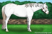 Horse Color:Chestnut Sabino