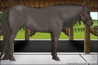 Horse Color:Smoky Blue Roan 