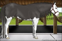 Horse Color:Smoky Black Splash