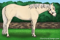 Horse Color:Palomino 
