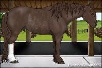 Horse Color:Liver Chestnut Rabicano 