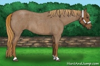 Horse Color:Red Roan 