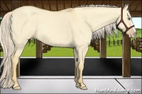 Horse Color:Gold Cream Champagne Dun 