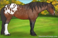 Horse Color:Bay Appaloosa 