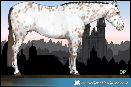 Horse Color:Brown Roan Sabino Appaloosa  and Amber Champagne Frame Appaloosa 