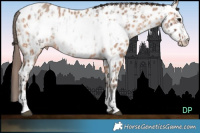 Horse Color:Brown Roan Sabino Appaloosa and Amber Champagne Frame Appaloosa