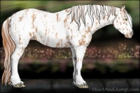 Horse Color:Gold Champagne Appaloosa and Gold Champagne Splash Appaloosa