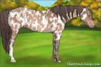 Horse Color:Sable Champagne Near Leopard  and Sable Champagne Near Leopard 