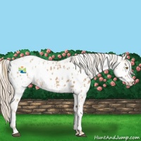 Horse Color:Palomino Appaloosa  and Palomino Appaloosa 