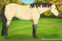 Horse Color:Buckskin Dun 