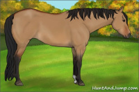 Horse Color:Gray Bay Dun