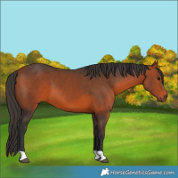 Horse Color:Brown 