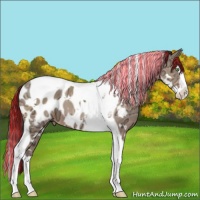 Horse Color:Painted White Spotted Sable Champagne Ice Splash Tobiano Appaloosa