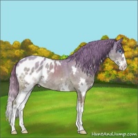 Horse Color:Watercolor Amber Cream Champagne Splash Appaloosa
