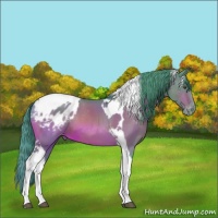 Horse Color:Watercolor Buckskin Tobiano Appaloosa
