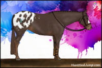 Horse Color:Liver Chestnut Appaloosa