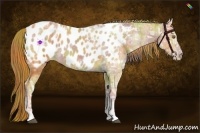 Horse Color:Nacre Chestnut Ice Appaloosa