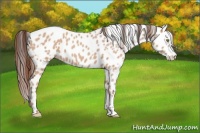 Horse Color:Amber Champagne Appaloosa and Amber Champagne Splash Appaloosa