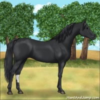 Horse Color:Black 