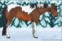 Horse Color:Bay Tobiano 