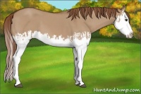 Horse Color:Red Dun Splash and Red Dun Splash