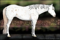 Horse Color:Gold Champagne Appaloosa  and Gold Champagne Splash Appaloosa 