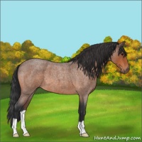 Horse Color:Bay Roan 