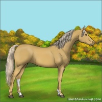 Horse Color:Palomino