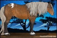 Horse Color:Silver Buckskin Appaloosa 