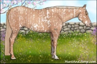 Horse Color:Gold Champagne Appaloosa and Gold Champagne