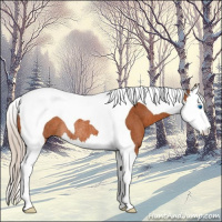 Horse Color:Silver Bay Splash Tobiano Rabicano 