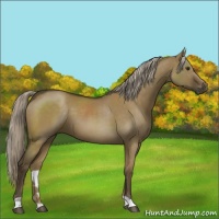 Horse Color:Chocolate Palomino Dun 