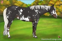 Horse Color:White Spotted Liver Chestnut Mushroom Sabino 
