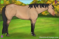 Horse Color:Bay Dun 