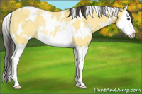 Horse Color:White Spotted Buckskin Splash Rabicano