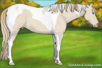 Horse Color:Smoky Creme Roan Tobiano