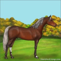 Horse Color:Silver Brown 