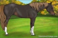 Horse Color:Liver Chestnut 