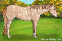 Horse Color:Gold Champagne Appaloosa  and Gold Champagne 