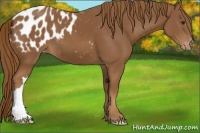 Horse Color:Chestnut Appaloosa 
