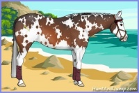 Horse Color:White Spotted Bay Splash Appaloosa 