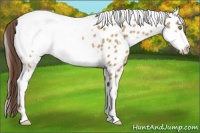 Horse Color:Amber Champagne Appaloosa and Amber Champagne Appaloosa