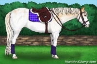 Horse Color:White Spotted Silver Buckskin Appaloosa