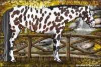 Horse Color:Brown Splash Appaloosa 