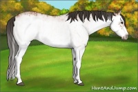 Horse Color:White Spotted Bay Splash  and White Spotted Bay Splash Frame 
